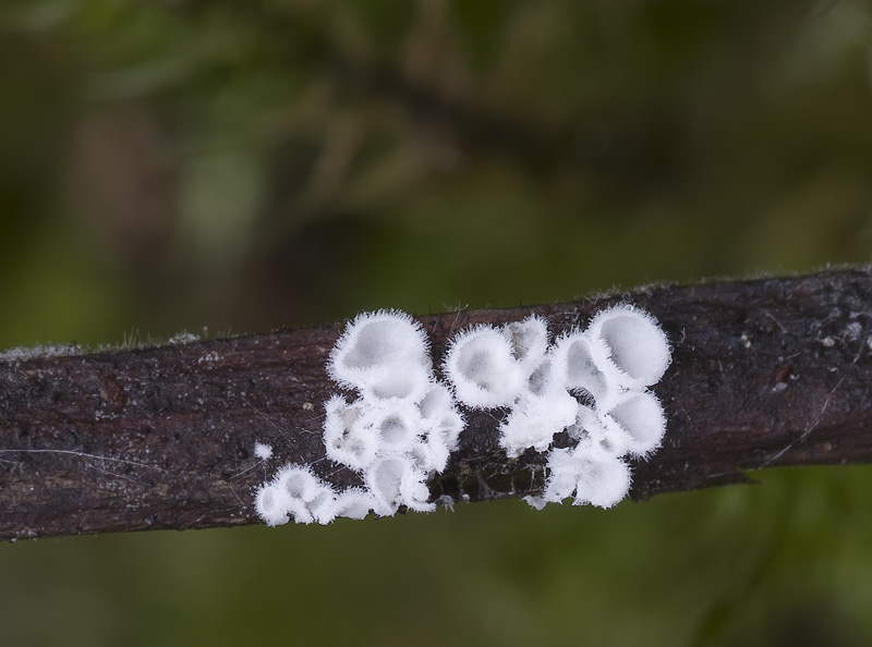 Flagelloscypha minutissima